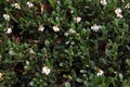 Lingonberry cowberry in bloom