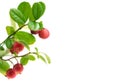 Lingonberry, cowberry close-up, isolated on white background. Border design. Healthy red berries closeup