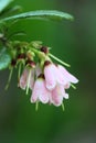 Lingonberry, cowberry flowers