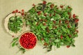 Lingonberry, Cowberry. Herb for use in alternative medicine, phytotherapy