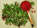 Lingonberry, Cowberry. Herb for use in alternative medicine, phytotherapy