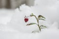 Lingonberry cowberry, red whortleberry berries under a snowdrift of snow