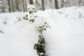 Lingonberry cowberry, red whortleberry berries under a snowdrift of snow