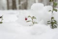 Lingonberry cowberry, red whortleberry berries under a snowdrift of snow