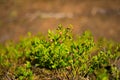 Lingonberry flowering