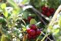 Lingonberry in the forest. Large ripe red berries.
