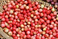 Lingonberry fruits