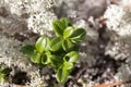 Lingonberry plant Royalty Free Stock Photo