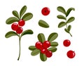 Lingonberry plants set. Cowberry vector illustration. Northern red forest berries and branches with leaves isolated on
