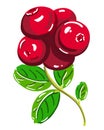 Lingonberry. Red berries and green leaves. Vector illustration