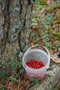 Lingonberry, red bilberry, cowberry, foxberry