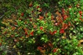 Lingonberry shrubs with red and ripe berries in the forest