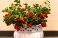 Lingonberry sprigs with red berries in a vase. Royalty Free Stock Photo