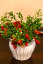Lingonberry sprigs with red berries in a vase. Royalty Free Stock Photo
