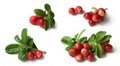 Lingonberry (Vaccinium vitis-idaea )