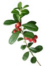 Lingonberry (Vaccinium vitis-idaea ) Royalty Free Stock Photo