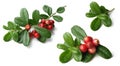 Lingonberry (Vaccinium vitis-idaea )