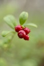 Lingonberry, Vaccinium vitis-idaea, berries growing in Estonian forest