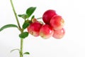 Lingonberry