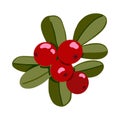 Lingonberry vector illustration. Cowberry with leaves isolated on white background. Northern red forest berries. Hand