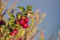 Lingonberry or wild cranberry plant