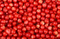 Lingonberry (Vaccinium vitis-idaea) Royalty Free Stock Photo
