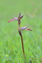 Lingua serapia in spring on green background