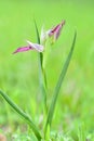 Lingua serapia in spring on green background