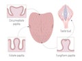 Lingual Gustatory Papillae and Taste Buds Anatomy Royalty Free Stock Photo