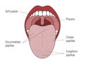 Lingual Gustatory Papillae and Taste Buds Human Mouth Royalty Free Stock Photo