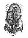 Lingual nerve, pharyngeal glosso and others in the old book D`Anatomie Chirurgicale, by B. Anger, 1869, Paris