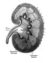 Lingual nerve, submandibular ganglion, tympanic cord and digastric branch of the facial in the old book D`Anatomie Chirurgicale,