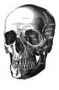 Lingual nerve, submandibular ganglion, tympanic cord and digastric branch of the facial in the old book D`Anatomie Chirurgicale,