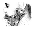 Lingual nerve, submandibular ganglion, tympanic cord and digastric branch of the facial in the old book D`Anatomie Chirurgicale,