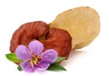 Lingzhi, Ganoderma lucidum isolated on white. Chinese traditiona. Image, healthy.