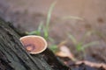 Lingzhi mushroom growing on a timber in raining season