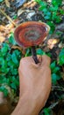 Lingzhi mushroom held in human hands. A type of fungus Ganoderma lucidum. Strong hand grip.