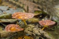 Lingzhi mushroom Royalty Free Stock Photo