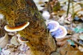 Lingzhi mushroom on timber in the forest Royalty Free Stock Photo