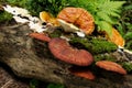 Lingzhi mushrooms Royalty Free Stock Photo