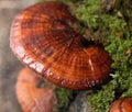 Lingzhi mushrooms Royalty Free Stock Photo