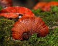 Lingzhi mushrooms Royalty Free Stock Photo