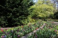 Lining The Route - Tulips At Keukenhof