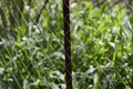 Link chain fence protect the green nature from tampering Royalty Free Stock Photo