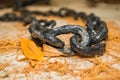 Links of an old anchor chain close-up on a background of autumn leaves. The concept of completing navigation