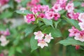 Weigela, Linnaea amabilis, Kolkwitzia amabilis, beauty bush