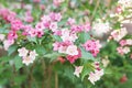 Linnaea amabilis, Kolkwitzia amabilis, beauty bush.