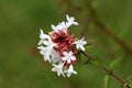 Linnaea grandiflora or Abelia grandiflora shrub branch covered with small glossy oval leaves and clusters of pink tinged white