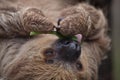 Linnaeus`s two-toed sloth Choloepus didactylus Royalty Free Stock Photo