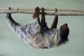 Linnaeus's two-toed sloth (Choloepus didactylus).